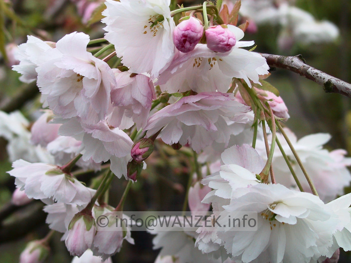 Prunus serrulata Miyako.jpg